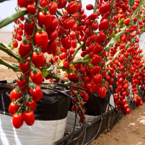 ZEshops seedling-pots-3-inch-transplant illustrate healthy starts for final garden placement.
