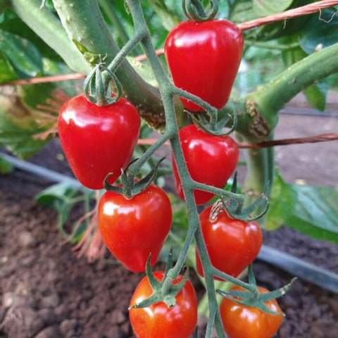 ZEshops Tomato Cherry Pink Grape seeds pack for home sowing and colorful harvests.