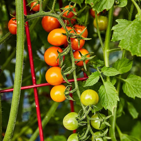 ZEshops tomato clusters heavy on vines with prolific harvest potential.