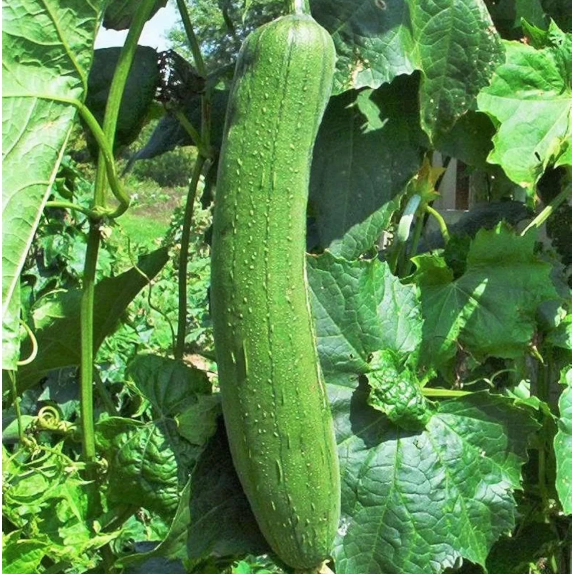 ZEshops trellis-ready luffa vine thriving in a sunny garden.