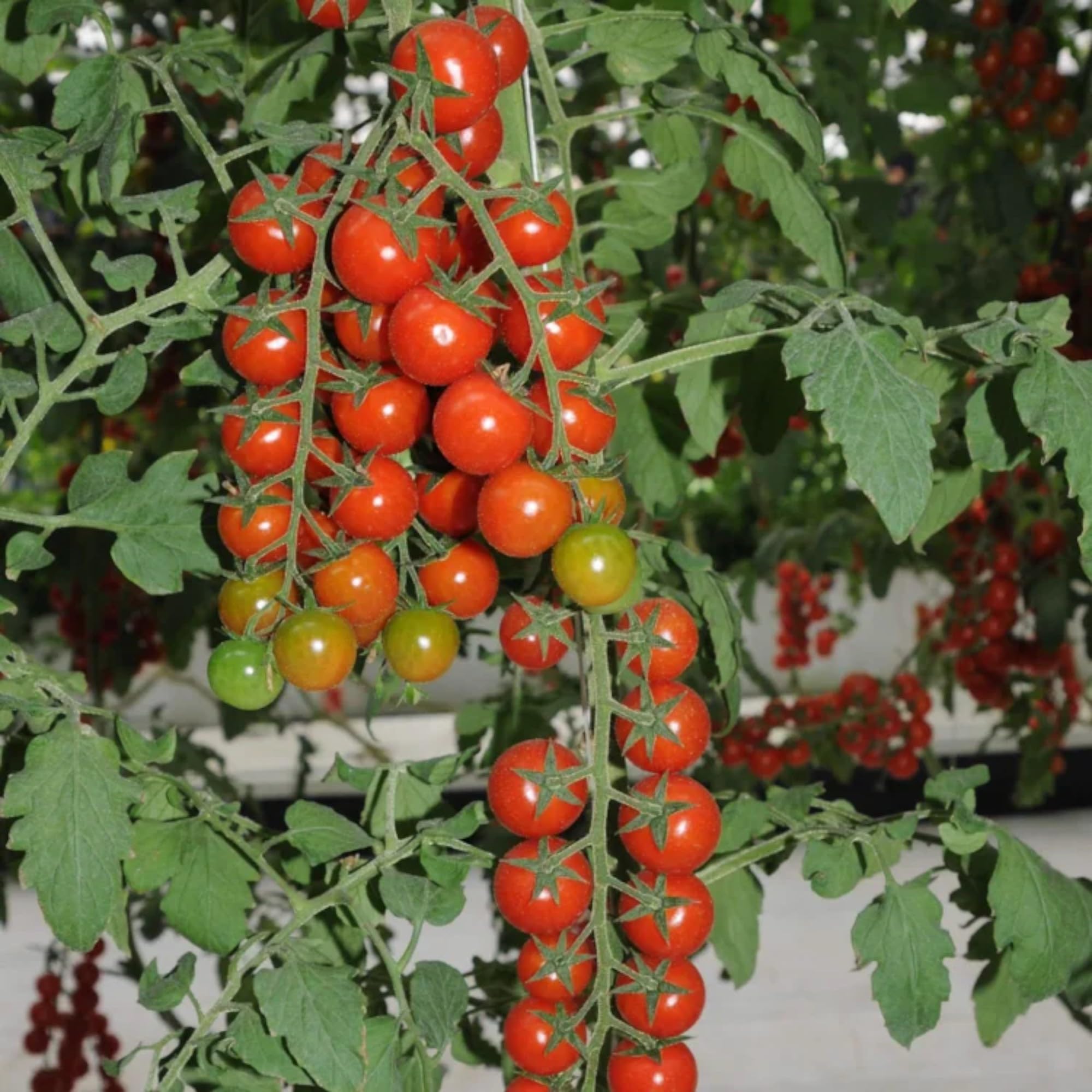 ZEshops Waterfall Tomato Seeds ideal for balconies and small-space gardening.