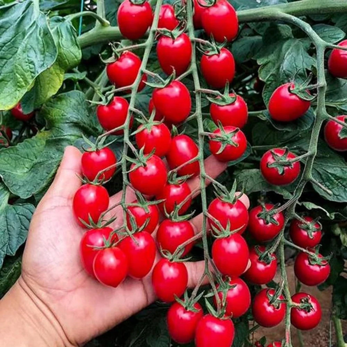 ZEshops Waterfall Tomato Seeds cascade growth for vertical gardens.