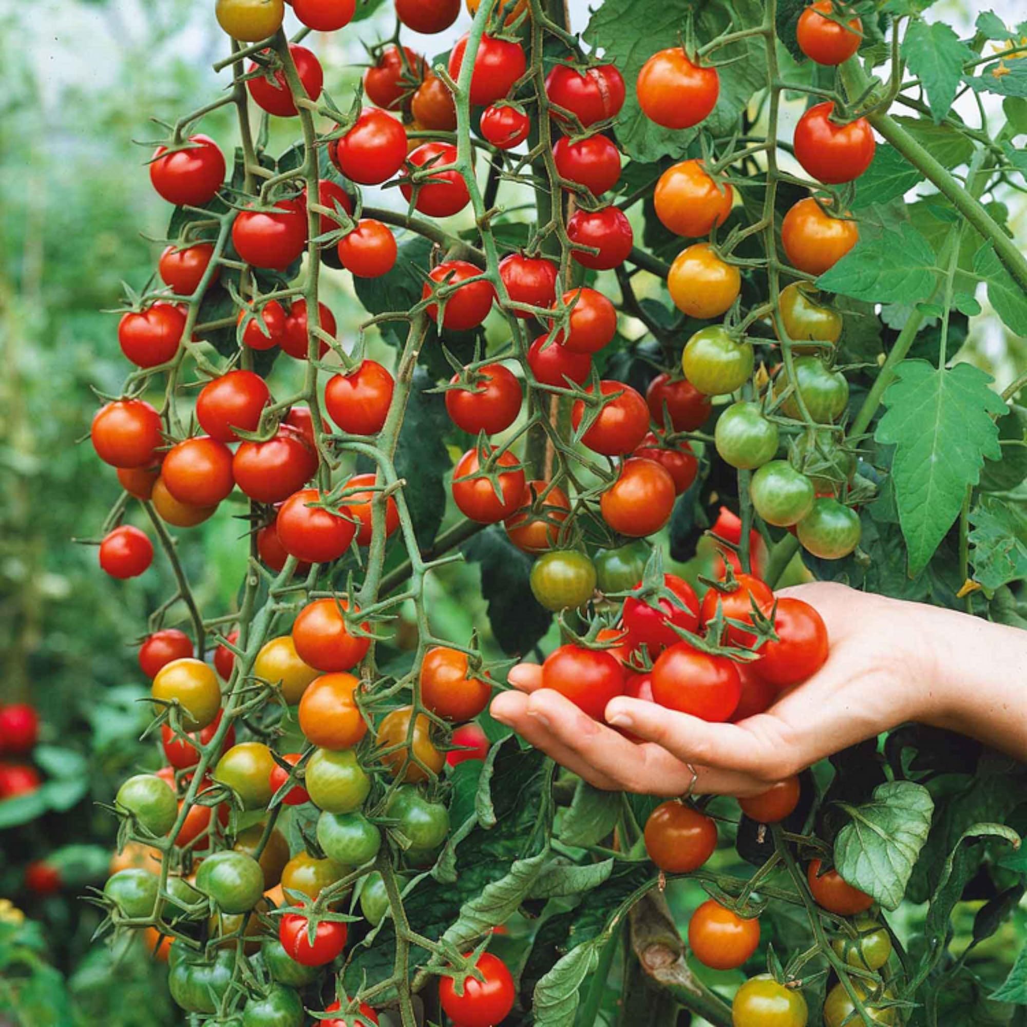 ZEshops Waterfall Tomato Seeds deliver a high-yield harvest from a compact plant.