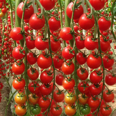 ZEshops Waterfall Tomato Seeds suited for zones 2 to 10 climates.