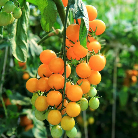 ZEshops yellow cherry tomatoes on vine offer vibrant color for fresh salads.