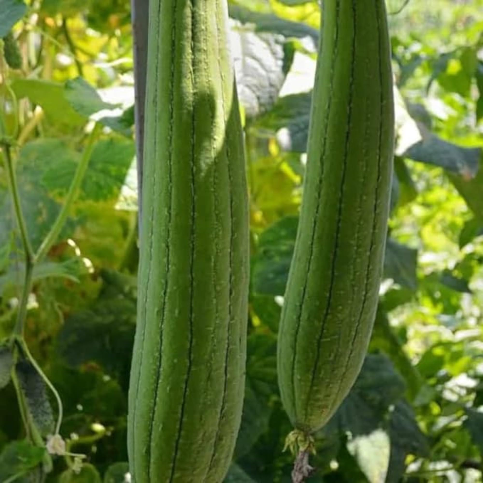 ZEshops young luffa fruit on vine ideal for fresh summer harvest.