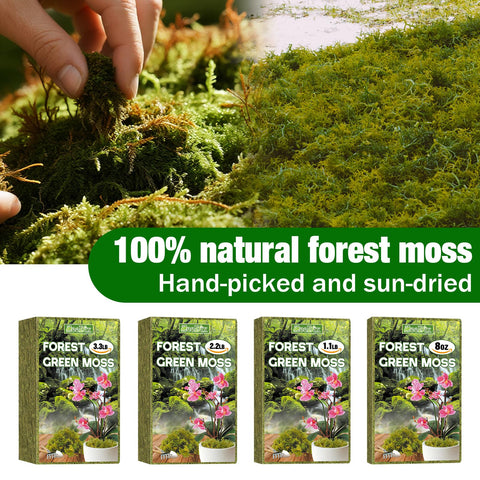 ZeeDix forest moss being hydrated to expand for use.