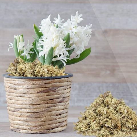 ZeeDix dried long fiber sphagnum is a durable, lightweight mulch for potting mixes