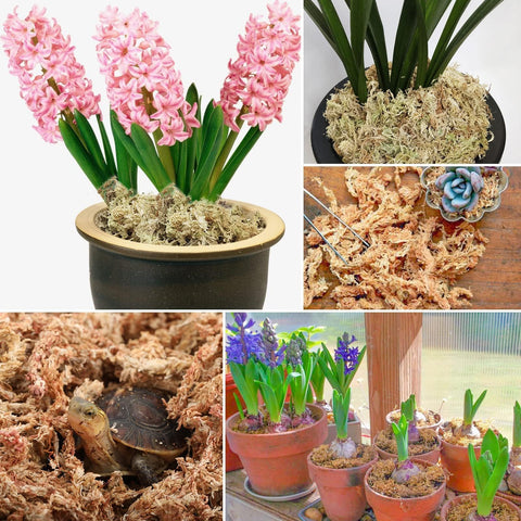 ZeeDix moss for reptile habitats offers safe substrate with good ventilation