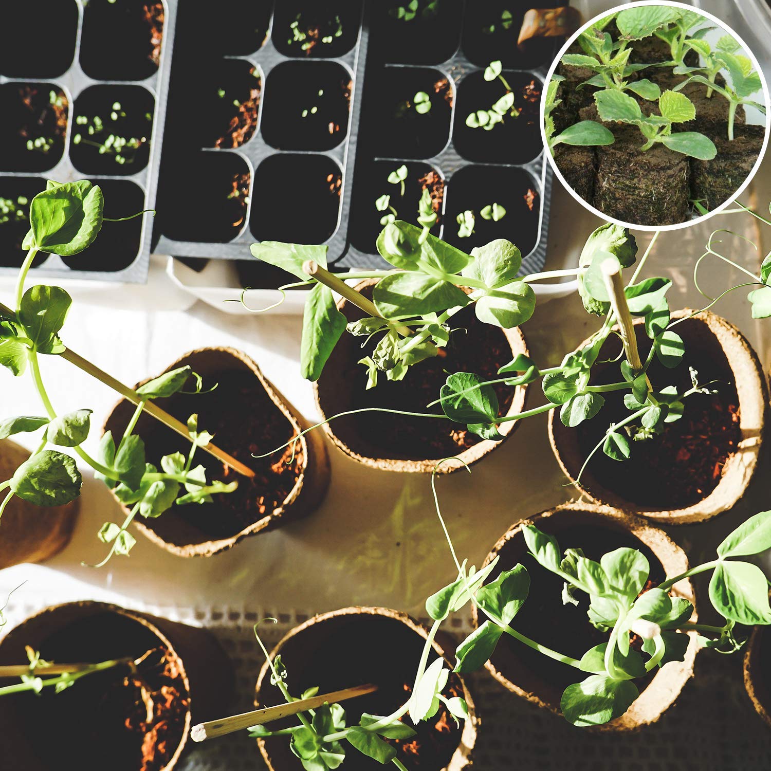ZeeDix beginner-friendly garden starter: easy for kids and new gardeners