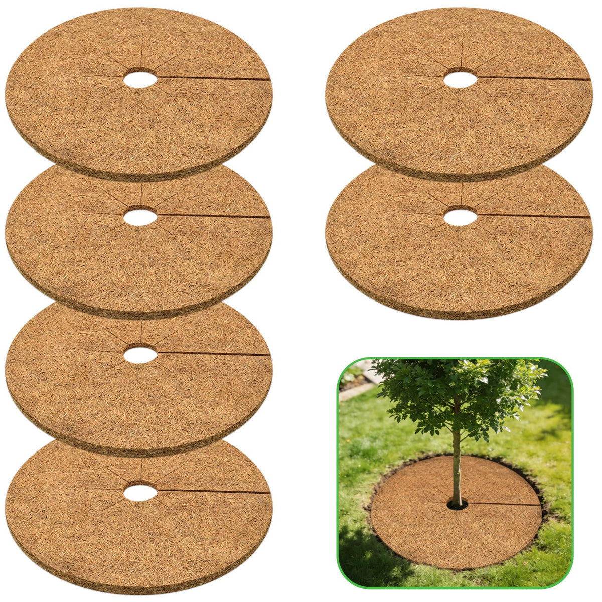 ZeeDix 24-inch coconut fiber mulch ring surrounding a tree to protect roots and suppress weeds.