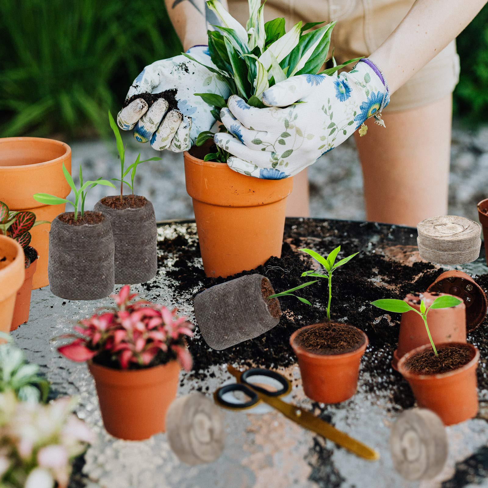 ZeeDix compact nurseries: space-saving seed starting solution