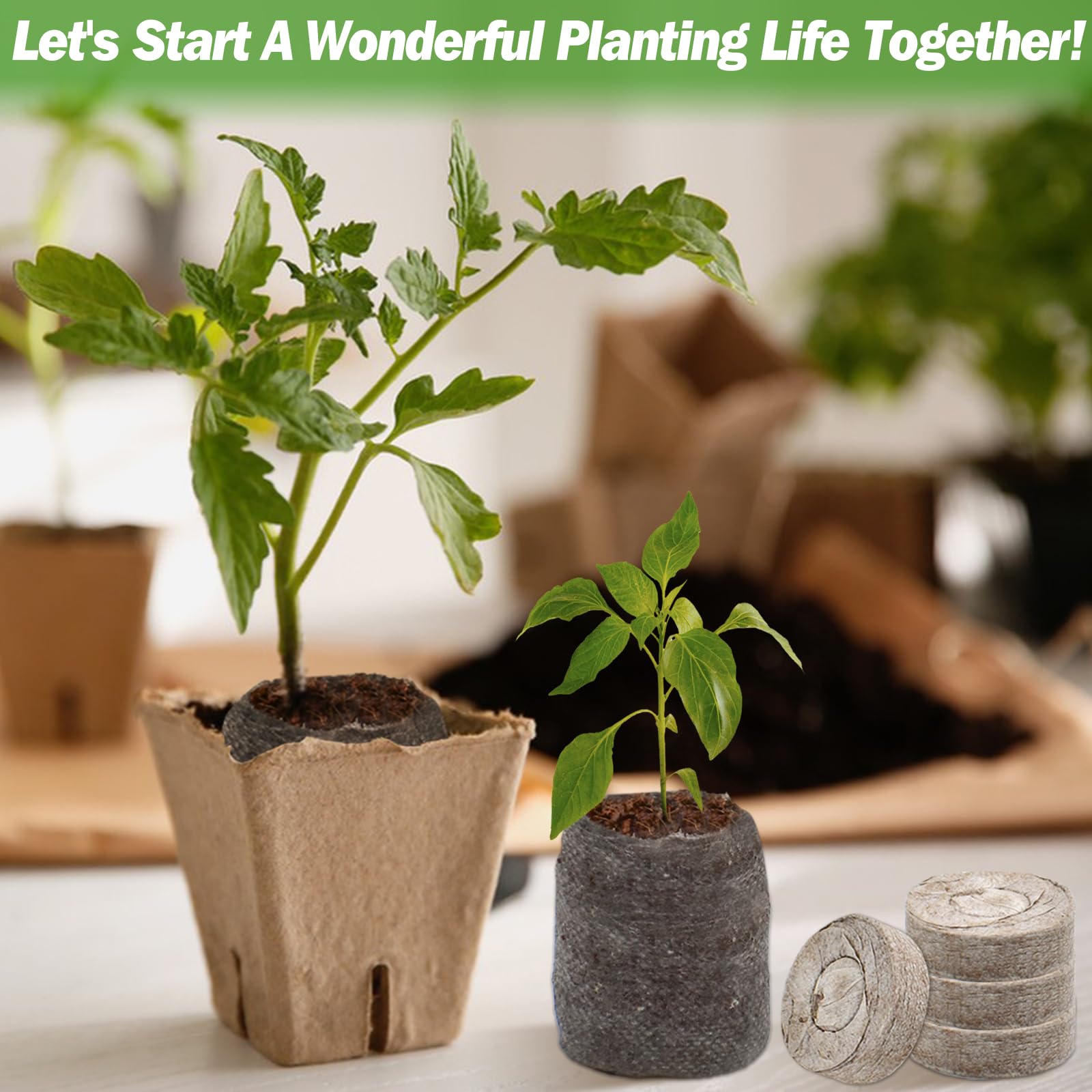 Easy transplant setup from tray to pot or garden with ZeeDix