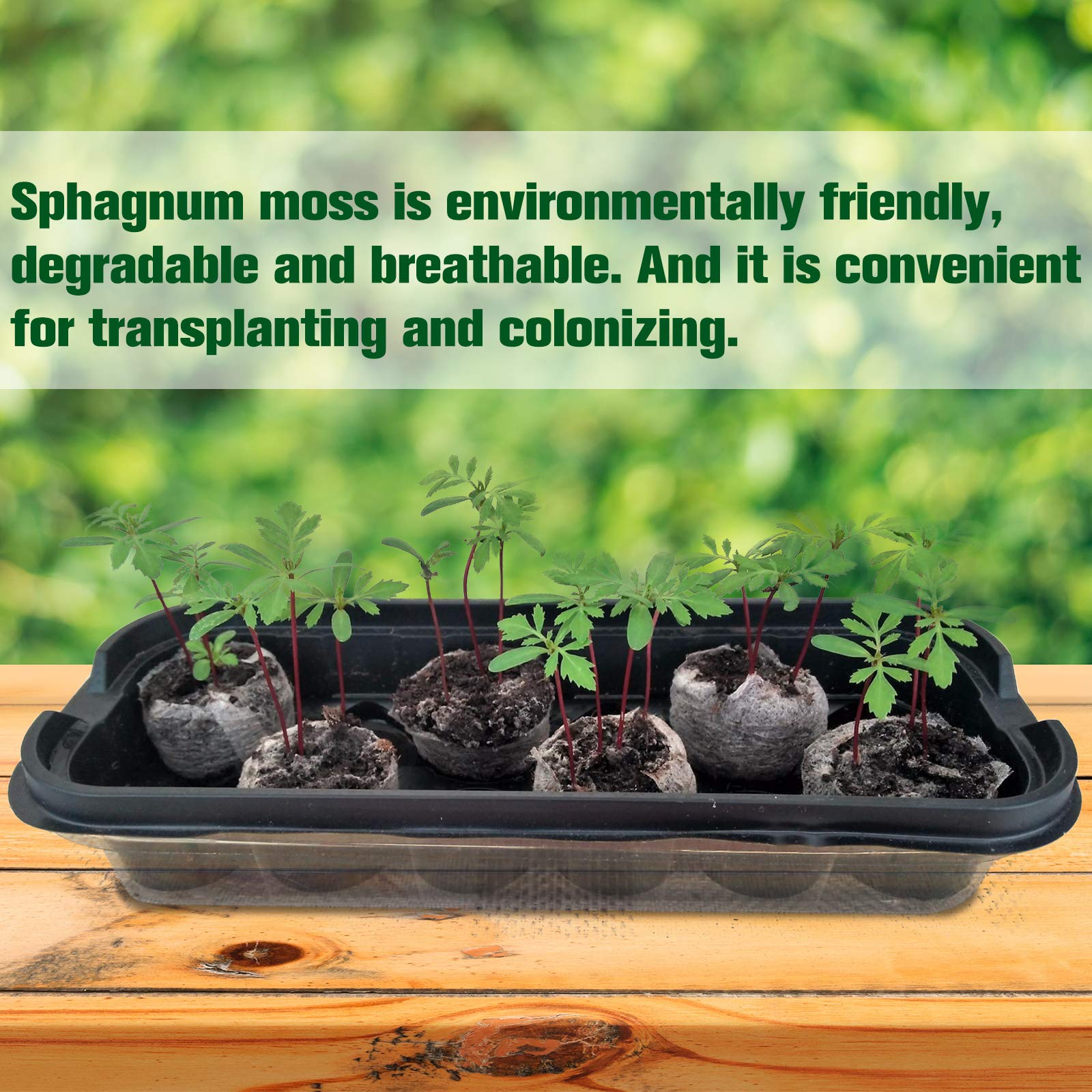 ZeeDix expanded peat pellets after watering ready-to-plant blocks.