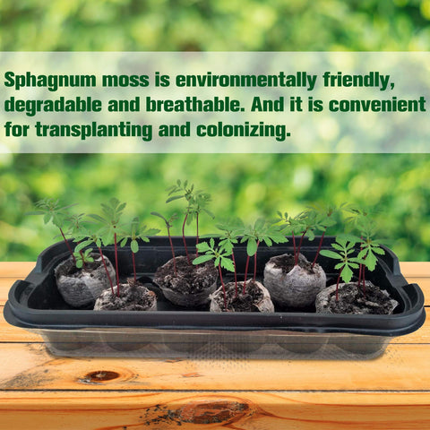 ZeeDix expanded peat pellets after watering ready-to-plant blocks.