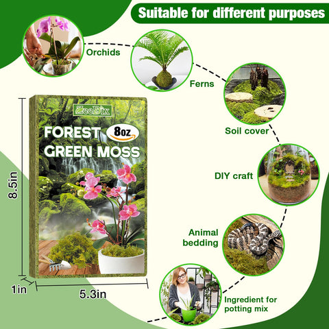 ZeeDix moss aids potted plant care with moisture balance