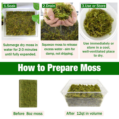 Terrarium texture with ZeeDix forest moss for living walls