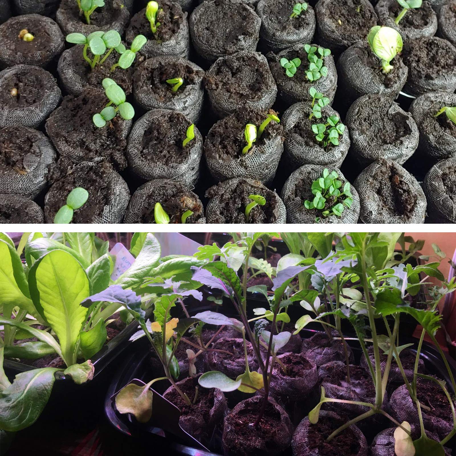 Garden-ready vegetables and flowers thrive with ZeeDix seed starter blocks.