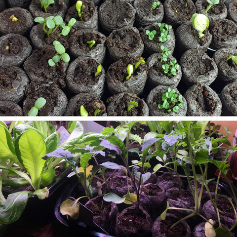 Garden-ready vegetables and flowers thrive with ZeeDix seed starter blocks.