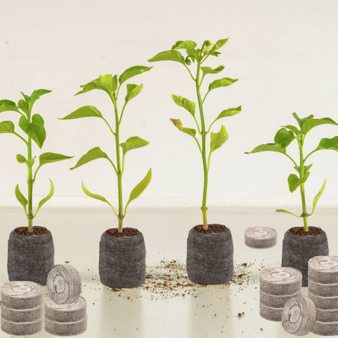Zeedix mini greenhouse-ready pellets start seedlings with steady moisture.