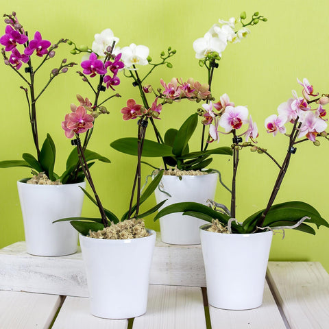 ZeeDix multiuse moss suitable for indoor and outdoor plant habitats.