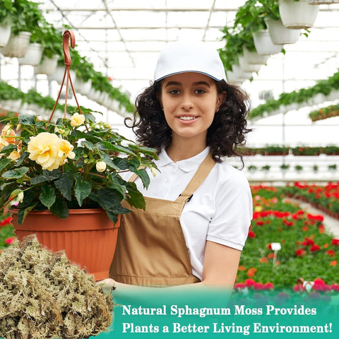 Orchid moss with ZeeDix supports Phalaenopsis planting and growth