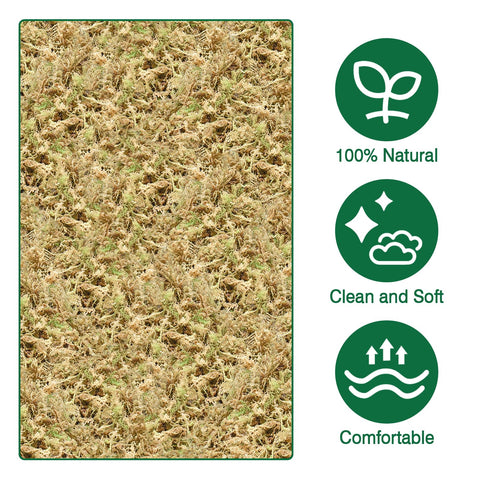 Zeedix Orchid repotting with moss supports gentle root moisture.