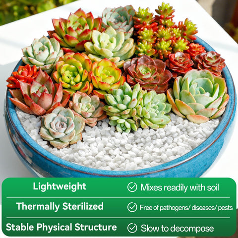 ZeeDix Perlite aids succulents and cacti with well-drained soil.