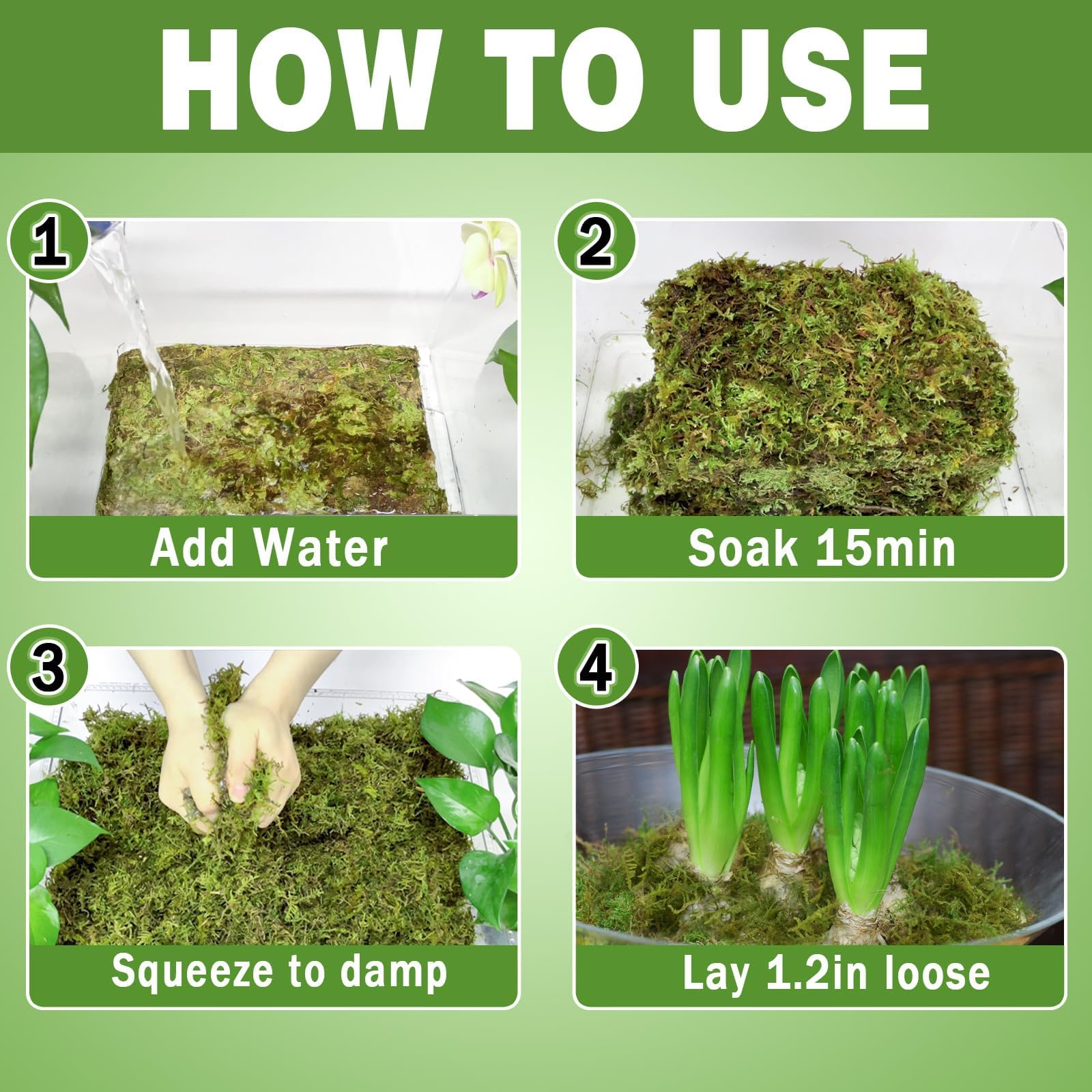 Zeedix Premium Sphagnum Moss used as terrarium substrate for humidity and aeration
