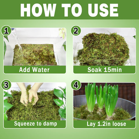 Zeedix Premium Sphagnum Moss used as terrarium substrate for humidity and aeration