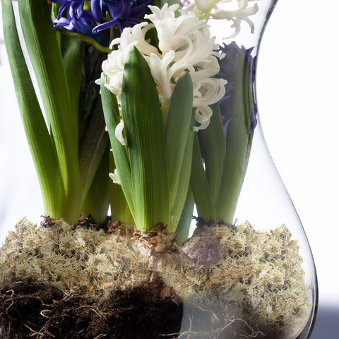 Terrarium habitat with ZeeDix moss for small reptiles