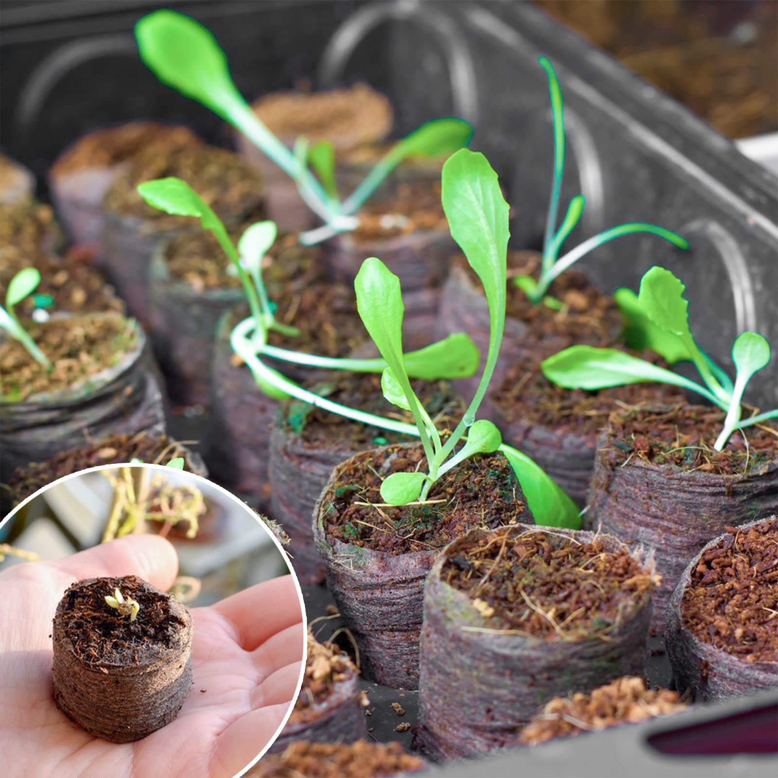 ZeeDix seed starter mini greenhouse helps beginners watch sprouts thrive