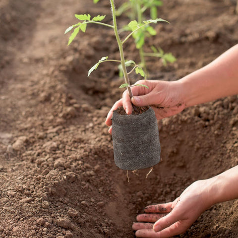 ZeeDix seedling transplant into planter with minimal disturbance