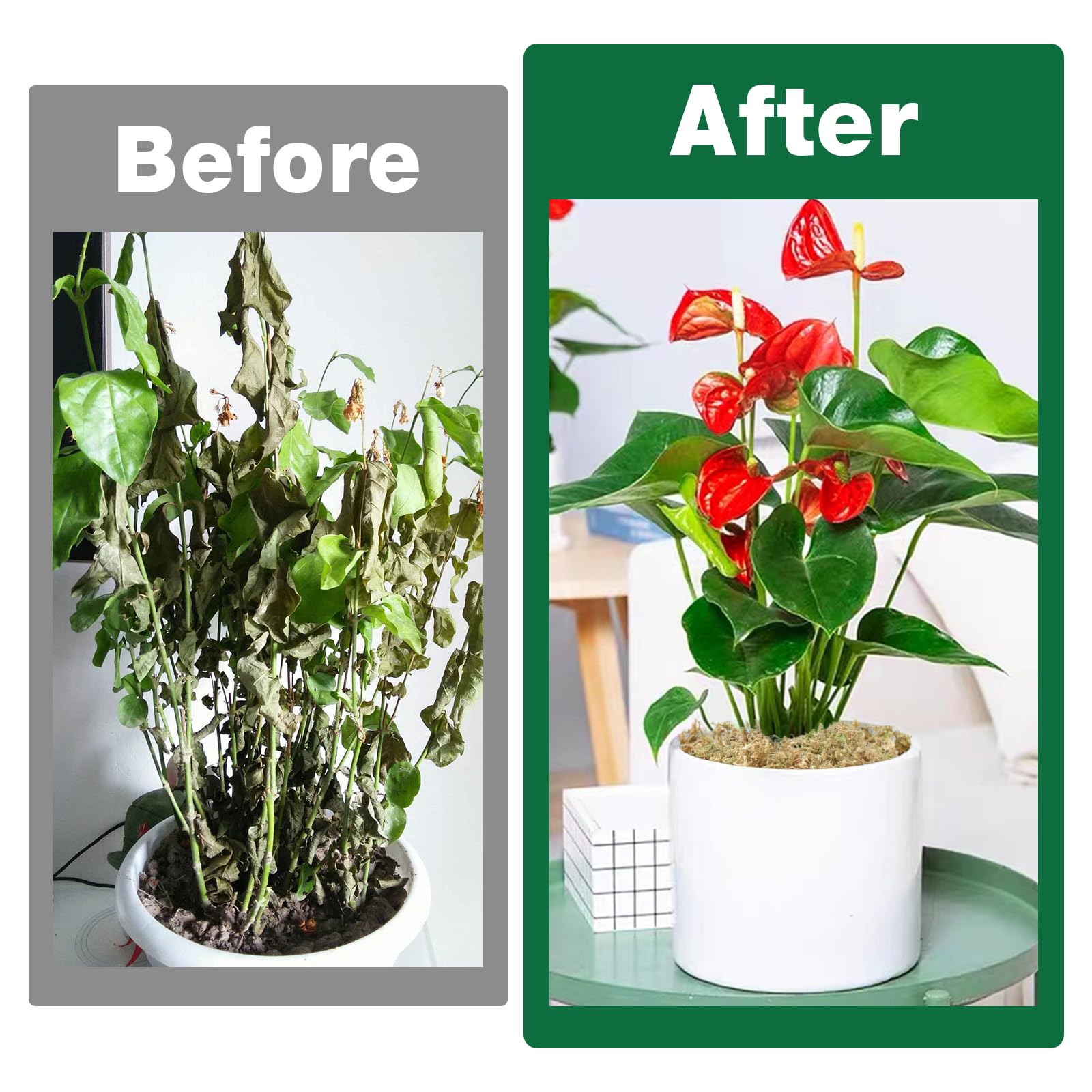 Zeedix Terrarium base moss helps maintain humidity and airflow.