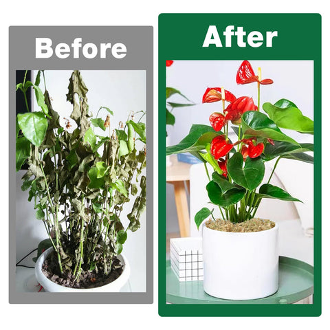 Zeedix Terrarium base moss helps maintain humidity and airflow.