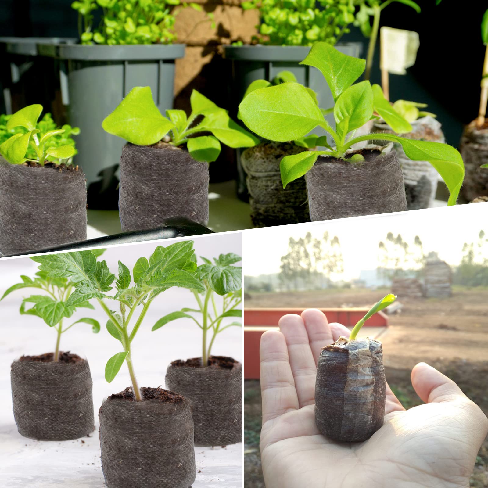Zeedix transplant-ready pellets go directly into pots or beds.