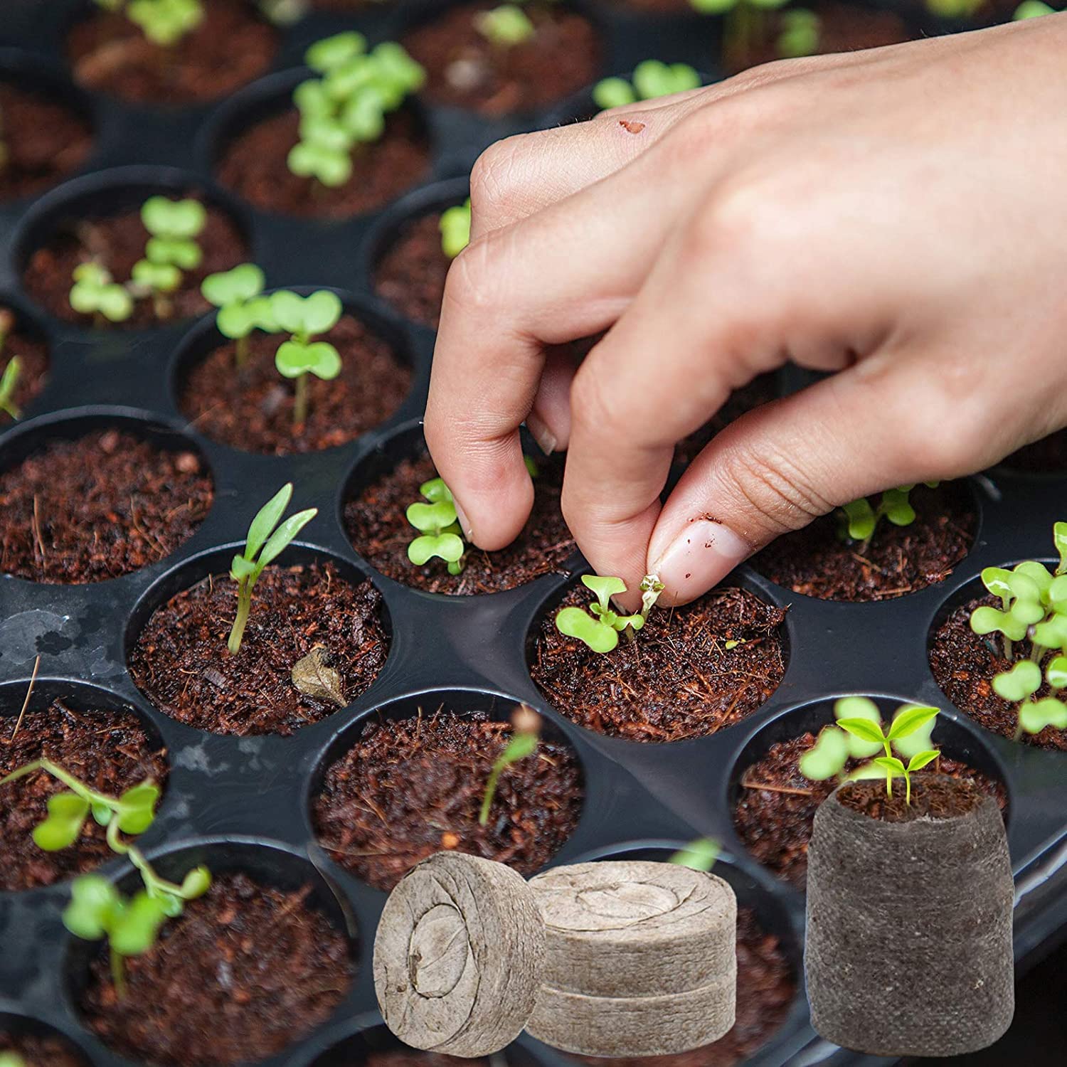 ZeeDix compact pods fit planters and small gardens