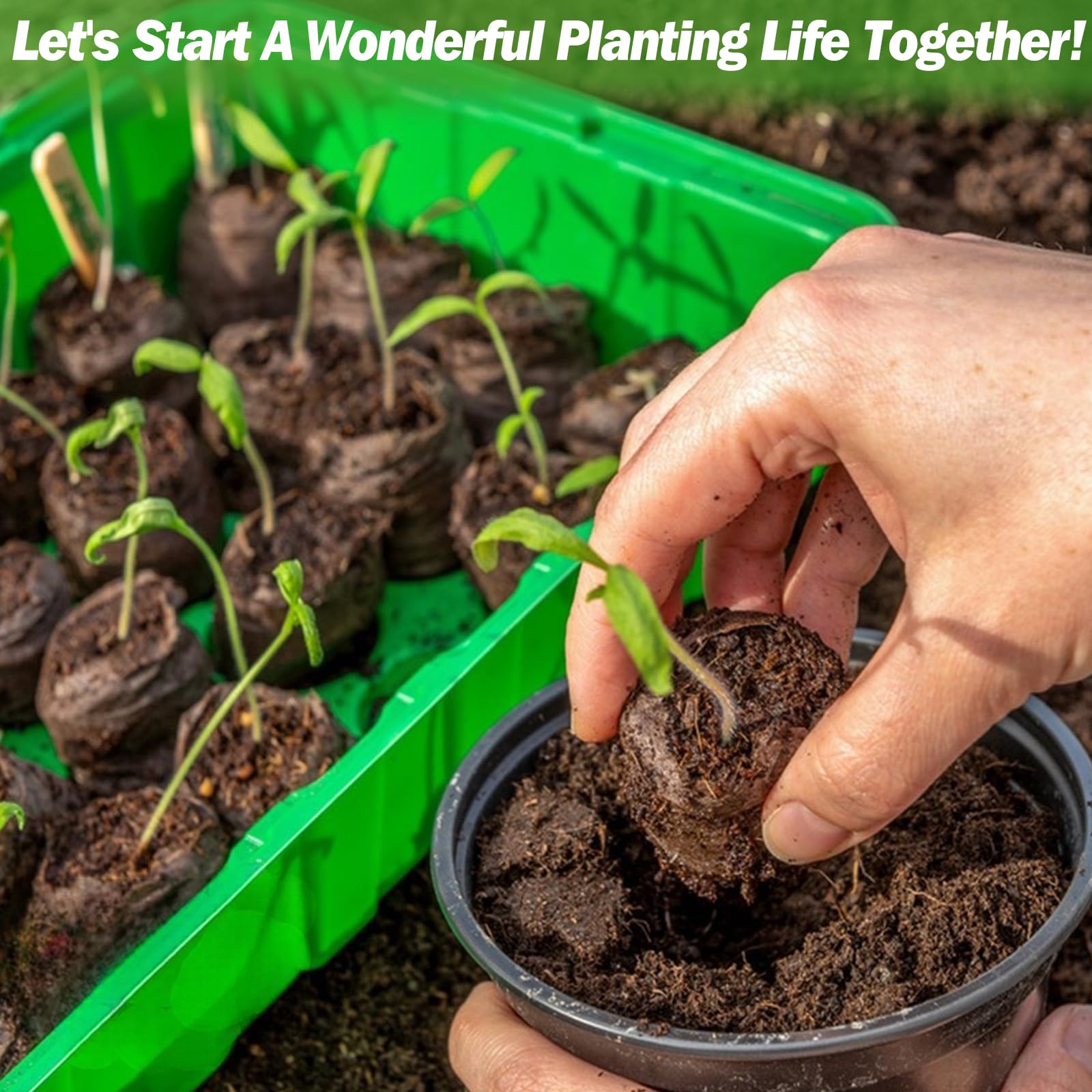 Zeedix transplant-ready seedlings ready for pot or garden