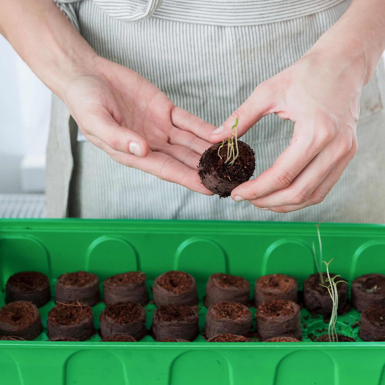 Zeedix vegetable seed starting use suitable for peppers, tomatoes, cucumbers, herbs