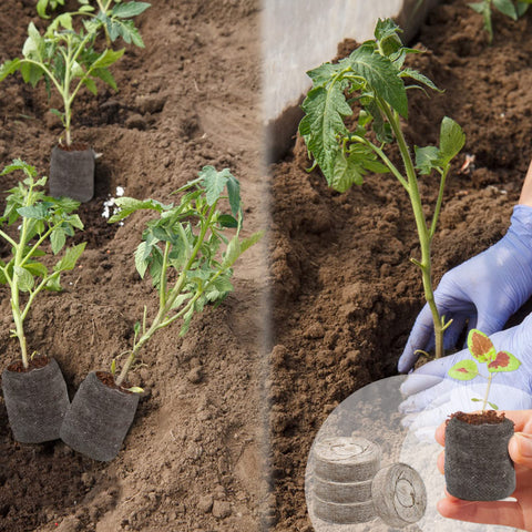 ZeeDix pellets suitable for vegetables, herbs, flowers, and houseplants