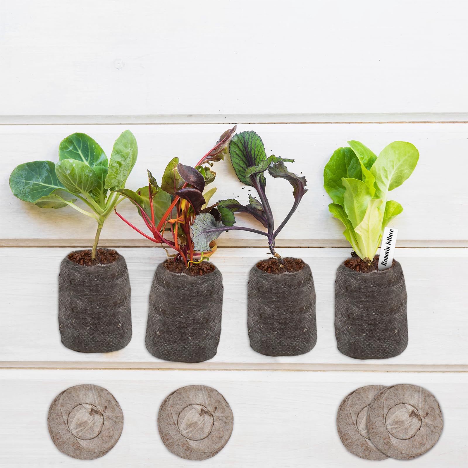 ZeeDix vegetables seeds plugs: versatile for edibles and herbs