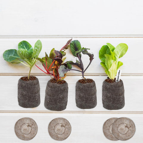 ZeeDix vegetables seeds plugs: versatile for edibles and herbs