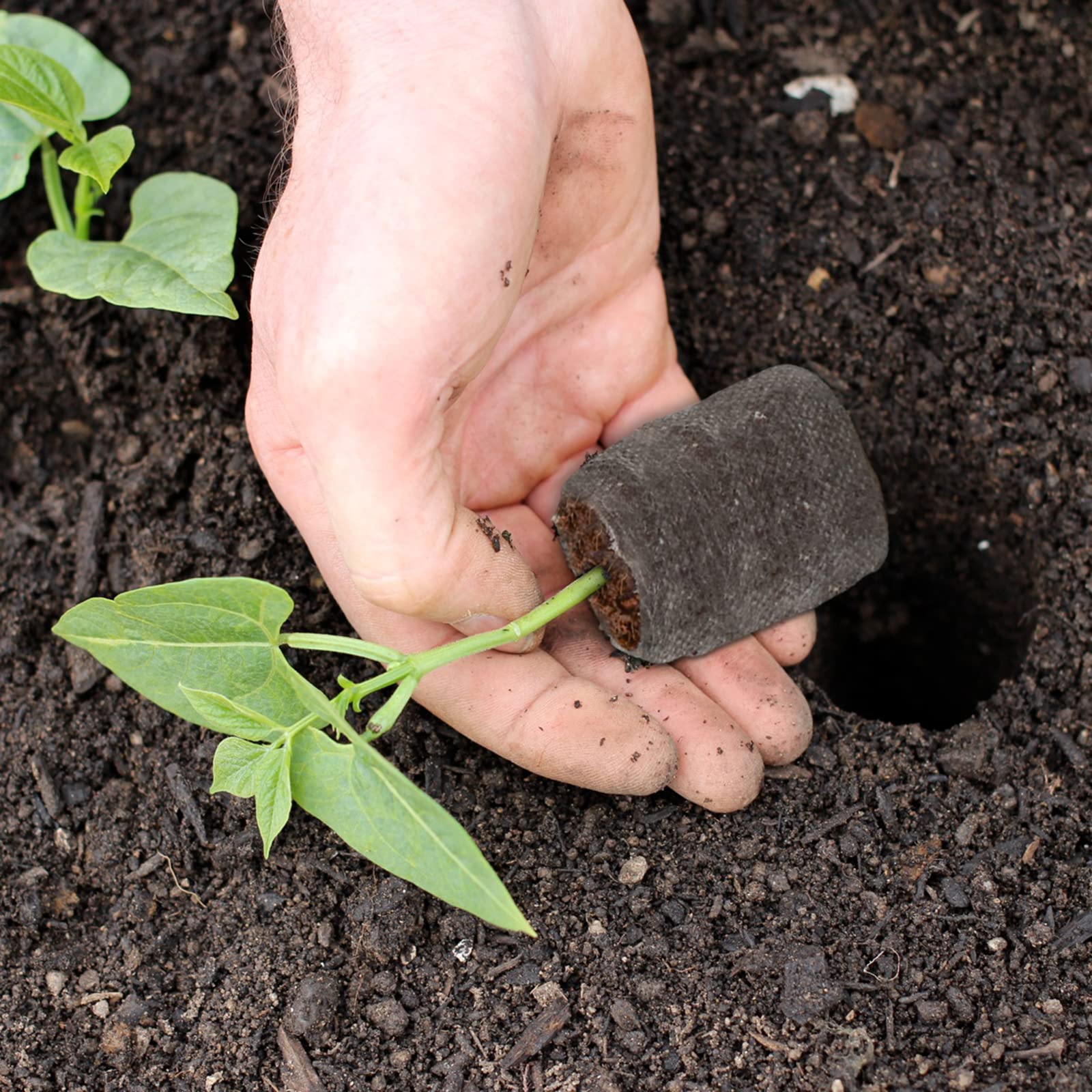 Zeedix versatile pellets suit vegetables, herbs, flowers, and houseplants.