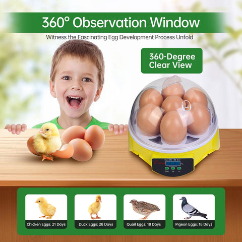 ZEMIRO CHARGE 7-Egg Incubator transparent lid allows clear progress observation.