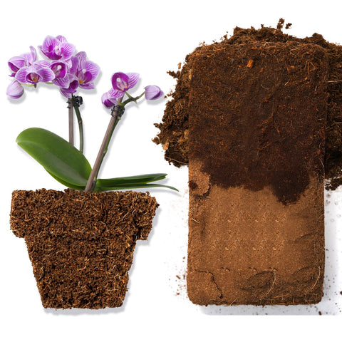 ZENFUN coco coir for seedlings in a pot highlighting reliable water retention.