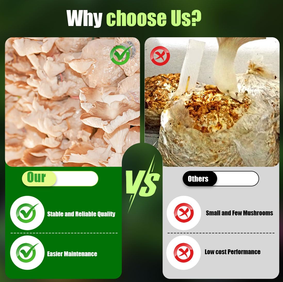 Zenrok bags suitable for oyster mushrooms and other varieties.