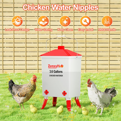 ZenxyHoC waterer with four nipples for multiple chickens drinking.