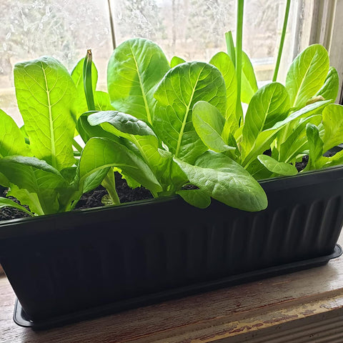 Ideal for indoor and outdoor use on patios, balconies, or windowsills.