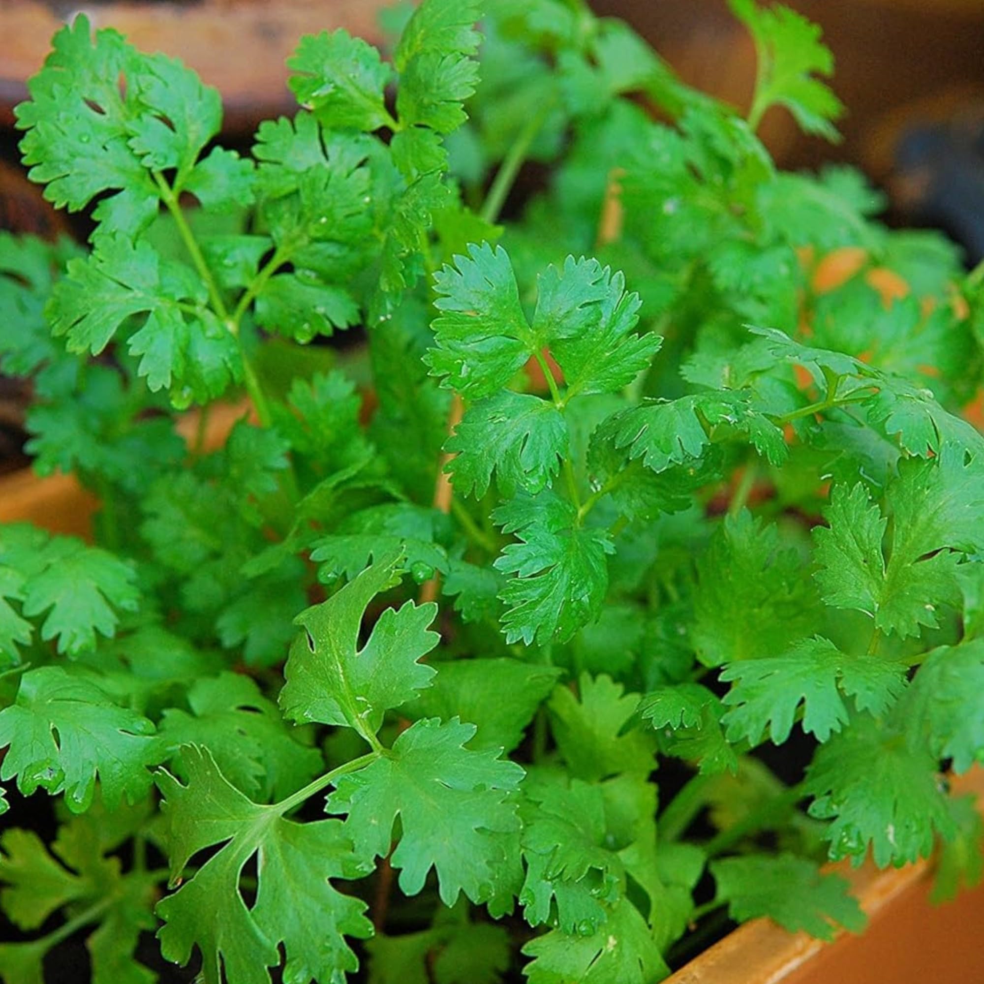 Harvest-ready cilantro leaves from ZEshops plants for fresh garnish and cooking