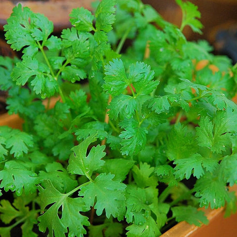 Harvest-ready cilantro leaves from ZEshops plants for fresh garnish and cooking